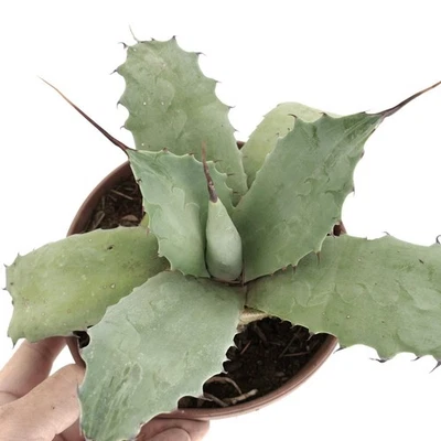 Agave parryii x utahensis x cerulata GRIS Foto 1 de 3