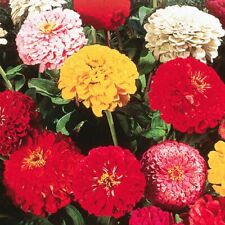 California Giant Zinnia Flower Seeds 100+ Mixed Colors Annual Free Shipping