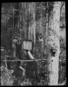 LUMBERJACKS SCAFFOLDING A TREE AUSTRALIA C1913 Magic Lantern Slide PHOTO - Picture 1 of 3