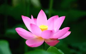 5 HELLROSA LOTUSSAMEN - Nelumbo Nucifera - Bild 1 von 6