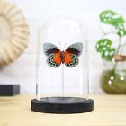 Agrias Hybrid Butterfly Handcrafted Entomology Glass Bell Jar