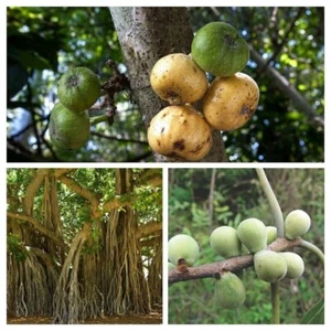 Paquete de higos - 3 variedades - surtido de ficus - más de 75 semillas - semillas - V 104 - Imagen 1 de 4