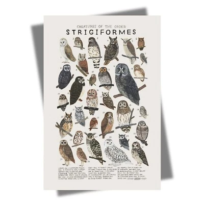 Creatures of the Order Strigiformes, Animal Knowledge Poster, Home Decor T722 - Image 1 of 4