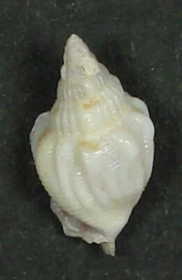 STROMBUS HELLI 15,29 mm SUPER ELECCIÓN ESPÉCIMEN RARO de Makua, Oahu, HI Foto 1 de 2