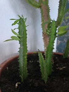 Euphorbia Trigona Triebe 20 -35 Cm - Bild 1 von 2
