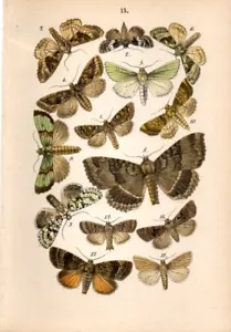 1889 HOFMANN CHROM Motten: Krone, Mantel, schwarzer Unterflügel, hebräischer Charakter - Bild 1 von 3