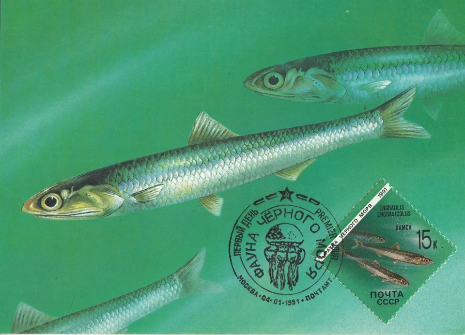 Anchovy Fish Baltic Herring Engraulis Encrasicolus Sea Life Russia FDC Maxi 1991 - Image 1 of 1