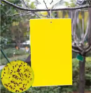 20 Count Dual Yellow Sticky Traps 8 X 6 Inch Set for Flying Plant Insect like Fu - Picture 1 of 6