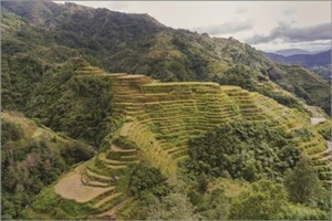 banaeu PHILIPPINES nature poster RICE TERRACES unique geological 20x30 RARE - Picture 1 of 1