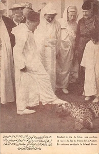 Maroc - Pendant la fête du trône, une panthère se sauva du zoo du Palais de S.M. - Picture 1 of 2