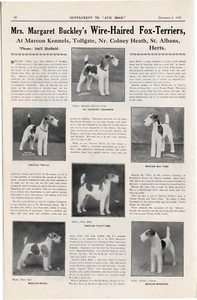 DRAHT FOXTERRIER 1929 UNSERE HUNDE "MARCON" HUNDERASSE ZWINGER WERBUNG DRUCKSEITE b182 - Bild 1 von 1