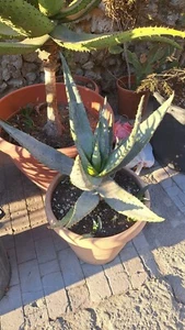 Pianta Di Aloe Ferox Di 10 Anni - Foto 1 di 1