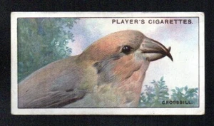 THE CROSSBILL 1929 JOHN PLAYER CIGARETTES CURIOUS BEAKS #7 VG-EX - Picture 1 of 2