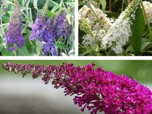 Sommerflieder Buddleja Schmetterlingstrauch 3 Pflanzen 60 - 100 cm - Bild 1 von 5