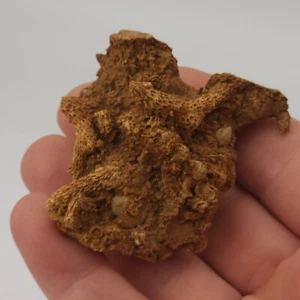 Tabuliertes Korallenstück (Cladopora) - Jeffersonville Kalkstein - Clark Co., IN - Bild 1 von 7