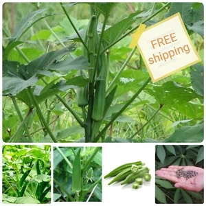 Clemson Spineless Okra Seeds, NON-GMO, Gumbo, Lady's Fingers, Bendi(50 seeds) - Picture 1 of 4
