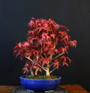 BONSAI JAPANISCHER ROTER FÄCHERAHORN ACER PALMATUM "DESHOJO" GRUPPE OUTDOOR - Bild 1 von 6