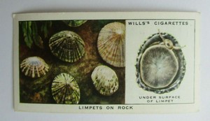  Wills Cigarette Card  The Sea-Shore (1938) No 21 Limpets on Rock