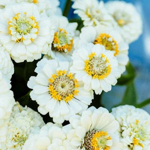 Zinnia PUMILA WHITE Heirloom 18" Drought Tolerant Moon Gardens Non-GMO 100 Seeds - Picture 1 of 7