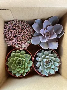 4 Inch Succulents (4 Pack) - Picture 1 of 12