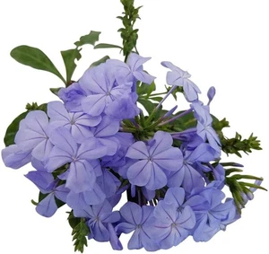 Plumbago auriculata Imperial Blue, Starter Plant, Lot of 30 - Picture 1 of 7