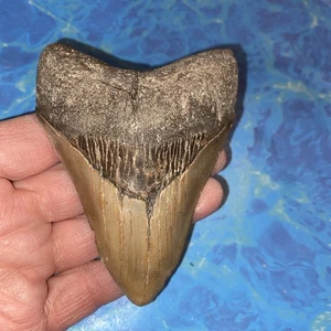 MEGALODON SHARK TOOTH 4.00”  HUGE TEETH MEG SCUBA DIVER DIRECT FOSSIL NC 5338 - Picture 1 of 8