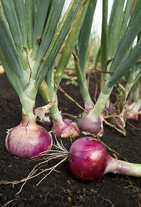 Onion Growing Onions 20 Books CD Production Planting Spice Crop Culture Raising - Picture 1 of 3