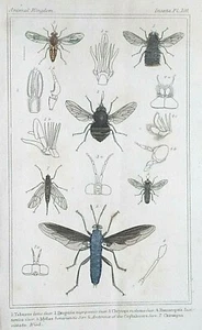 Insect Fly Flies INSECTS BARON CUVIER Hand coloured Plate C1837 No.108 - Picture 1 of 1