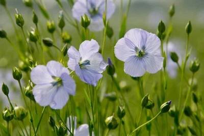 500 Graines de Lin Bleu Méthode BIO seed jardin fleur mellifère semence