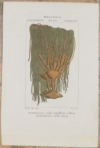 TURPIN DURVILLEA UTILE DURVILLAEA UTILIS BOTANICA BOTANY 1831 PORRO PORRA - Picture 1 of 1