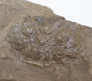 Krabbe, Tassadia sp., Tertiär, Miozän, Twistringen. Deutschland -i813 - Bild 1 von 4
