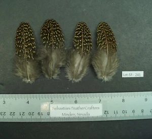 Four  ~2.5" Argus Hen Vermiculated Wing Coverts Feathers Lot-SF 241 - Picture 1 of 2