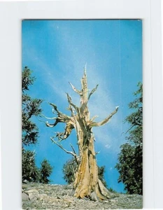 Cartolina Setola Cono Pino - Foto 1 di 2