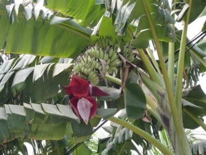7 Seeds Musa acuminata subsp. microcarpa, Banana Tree - Picture 1 of 1