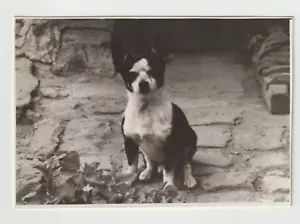 Small Vintage Photo Dog on hind legs Pets odd Weird Unusual VTG - Imagen 1 de 2