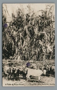 RPPC Preisfeld Maiszucht Übertreibung Kühe Martin Echt Foto Postkarte - Bild 1 von 2