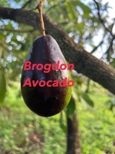 BROGDON Avocado ~3Ft Grafted Tree 3Gal Pot Ship UPS Overnight - Picture 1 of 8
