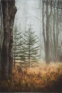 MR ALE New Image Card 4"x6" UNP B2129 Small Pine Trees in Forest Main Focus - Picture 1 of 2