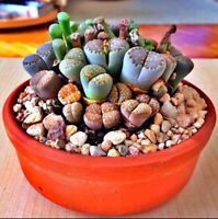 Pleiospilos Simulans rare succulent mesembs rock living stones seed 20 SEEDS Pleiospilos Simulans rare succulent mesembs rock living stones seed 20 SEEDS