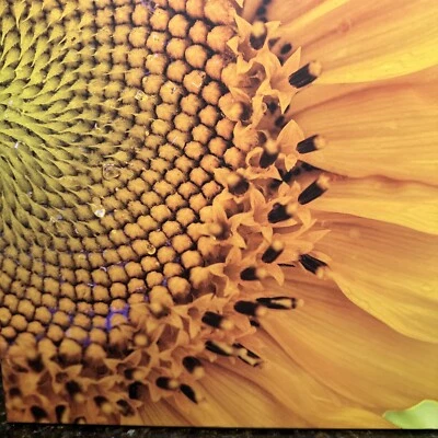 PUZZLE ROSA CIELO "GIRASOLES VIBRANTES" 1000 PIEZAS PUZZLE 19" X 26" Foto 1 de 4