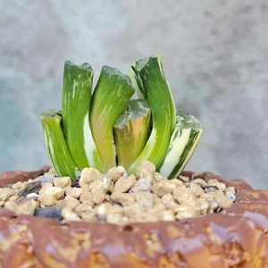 Haworthia Truncata Variegata - Variegated Horse's Teeth Succulent - Picture 1 of 9