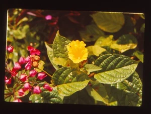 Vintage 35mm Photo Slide Guatemala - Picture 1 of 1