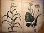2 Litografía antigua 1838 Libro de plantas Imágenes coloreadas a mano...