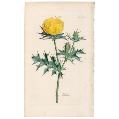 Curtis Botanical Magazine antique 1833 flower print 113 Mexican Prickly Poppy - Image 1 of 3