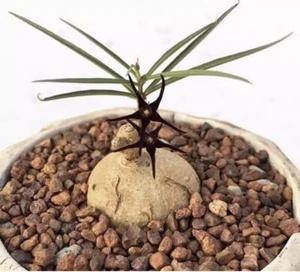 2CM Succulent Cactus Plant Brachystelma sp Thai Asclepiadaceae Home Garden Plant - Picture 1 of 8