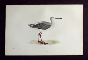 REDSHANK SPOTTED, originale antico ornitologico, stampa uccellino, MORRIS, 1896 - Foto 1 di 2