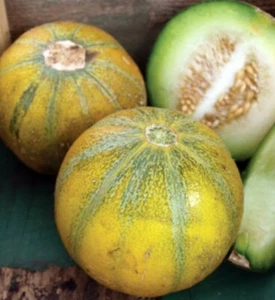 Israel Ogen Musk Melon 25 Fresh Seeds Free Gift Seeds w/Every Garden Order! - Picture 1 of 2