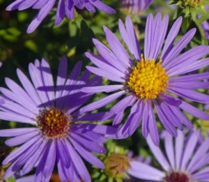 Aster AROMATIC Blue Purple Perennial Heirloom Fall Blooms USA Non-GMO 200 Seeds! - Picture 1 of 3