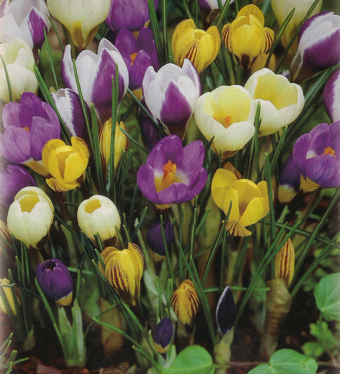 100 Bulbi Di Crocus Colorati - Per Fioritura Primaverile - Miscela Di Colori - Foto 6