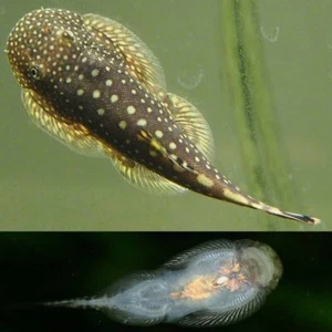 3 MONSTER Borneo Sucker live borneo loach aquarium - Picture 1 of 2